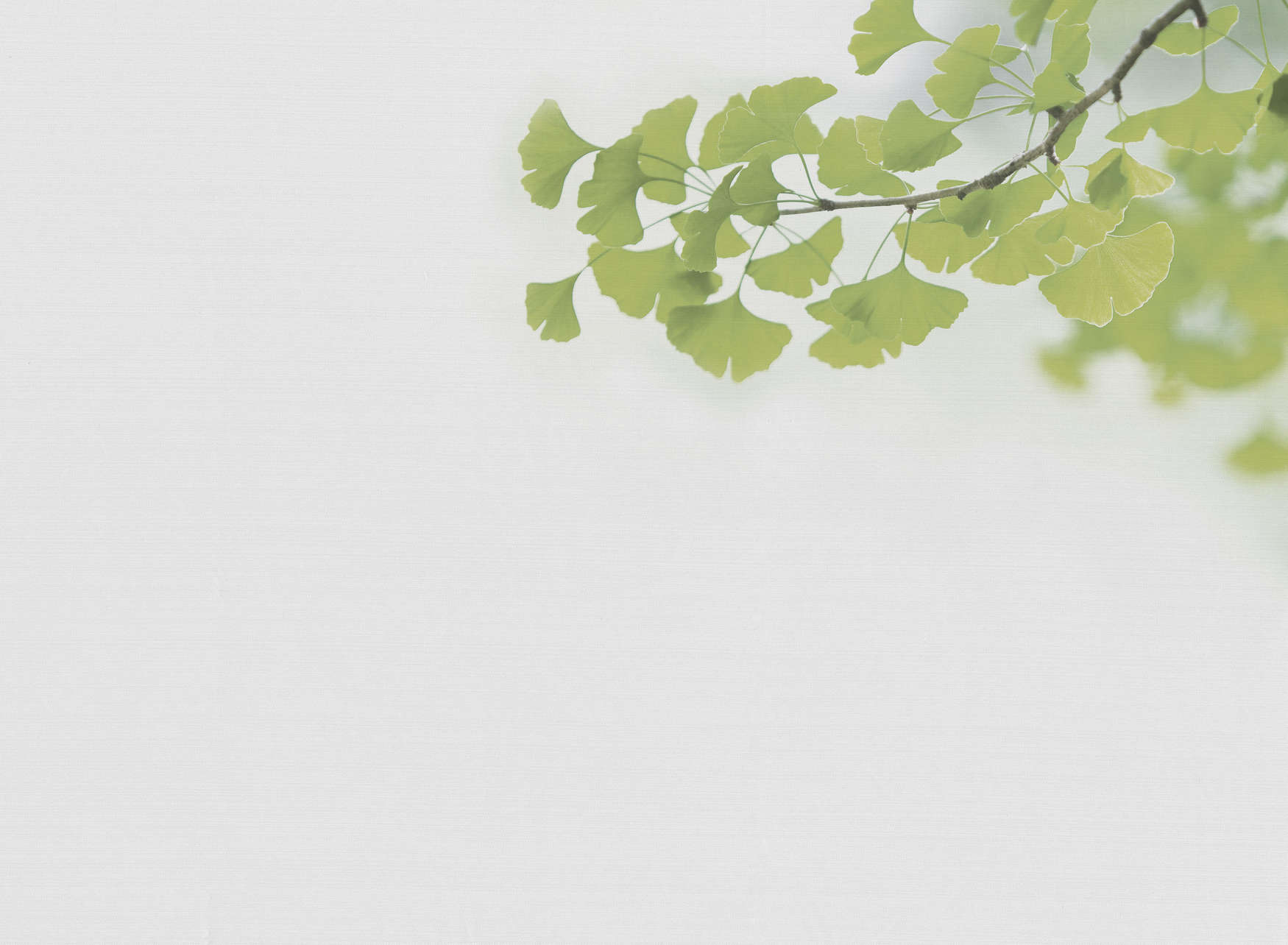             Fototapete mit Nachaufnahme von Ginko-Ast – Grün, Weiß
        