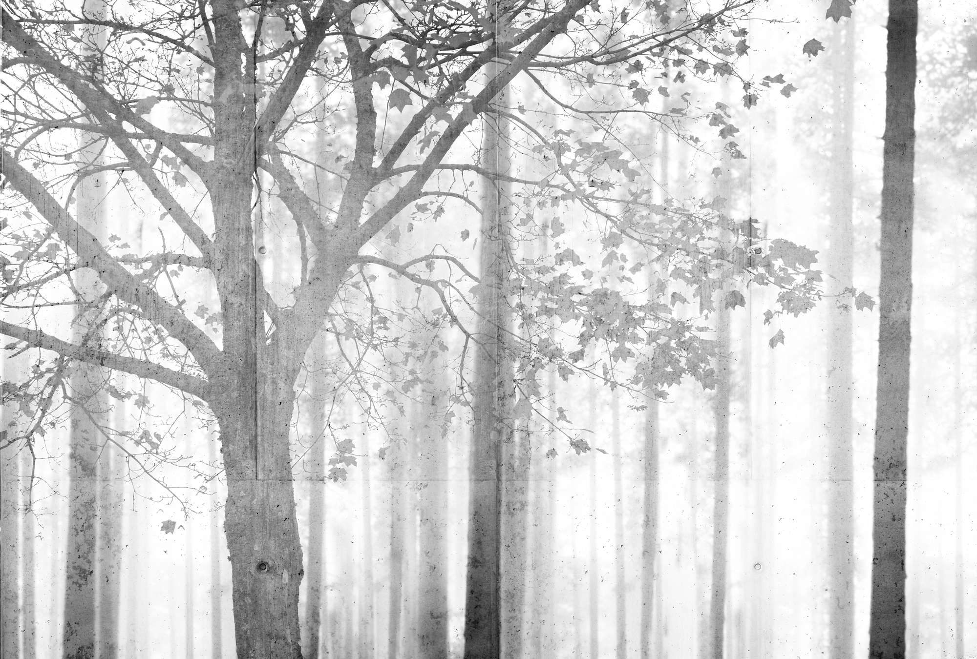             Fototapete Wald in Schwarz-Weiß mit Grauschattierung – Grau, Weiß, Schwarz
        