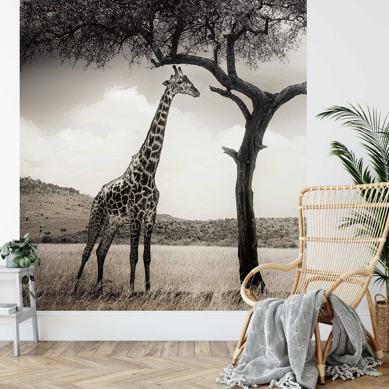             Fototapete Giraffe in Savanne – Grau, Weiß, Schwarz
        