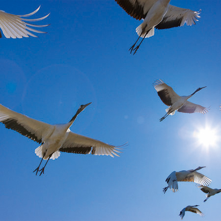         Vogelschwarm – Fototapete mit Zugvögeln & blauem Himmel
    