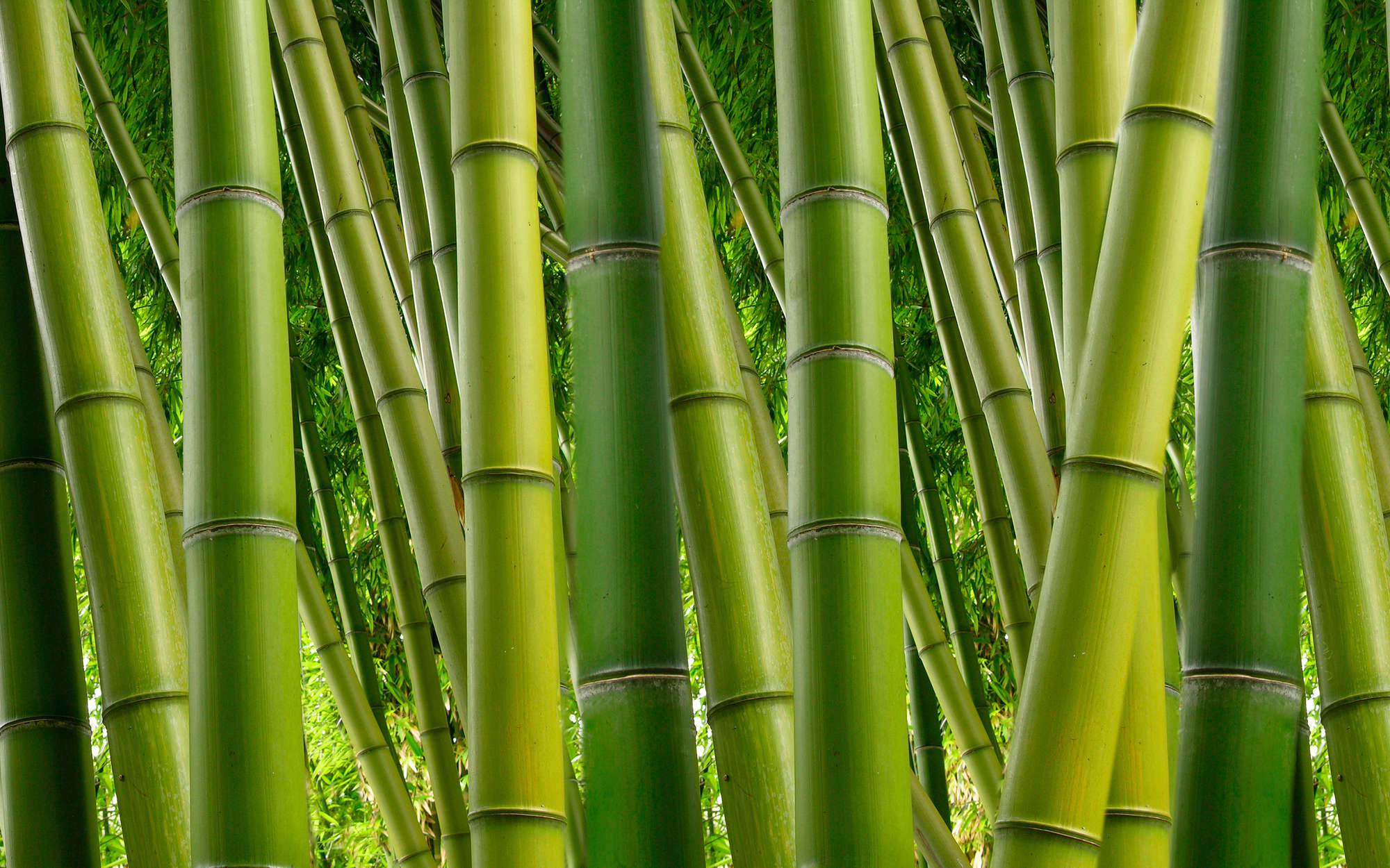             Natur Fototapete Bambus in Grün – Perlmutt Glattvlies
        
