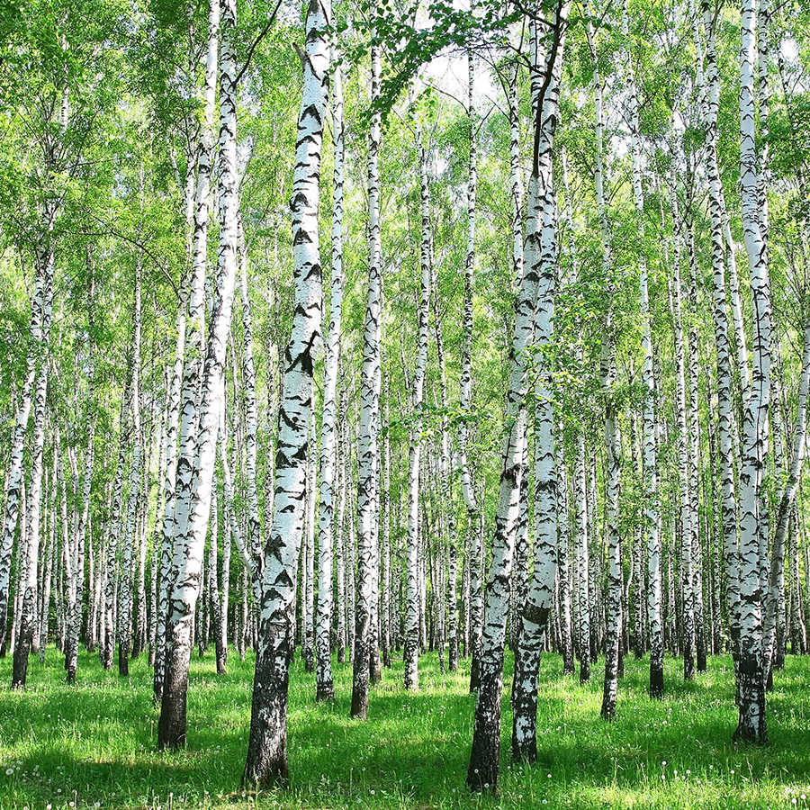 Natur Fototapete Birkenwald Motiv auf Perlmutt Glattvlies
