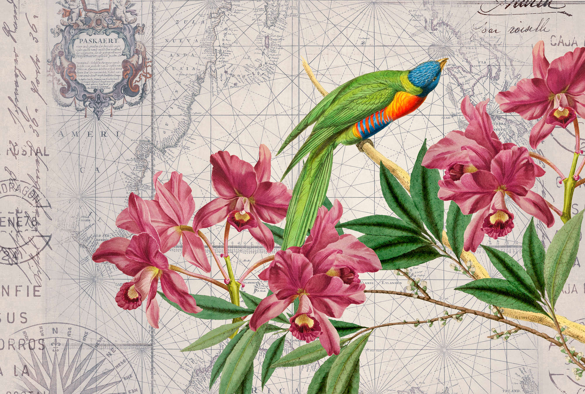             Fototapete Vintage Landkarten Look, Papagei & Blumen
        