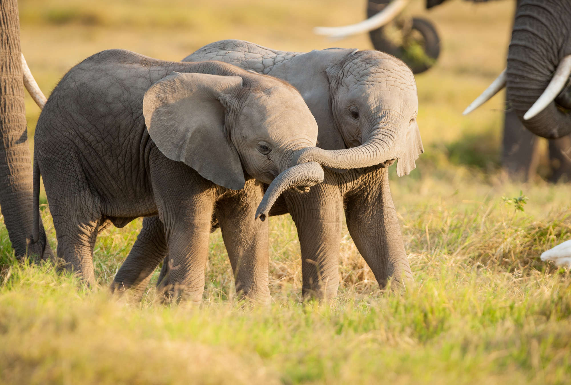             Fototapete Elefantenbabys in der Savanne
        