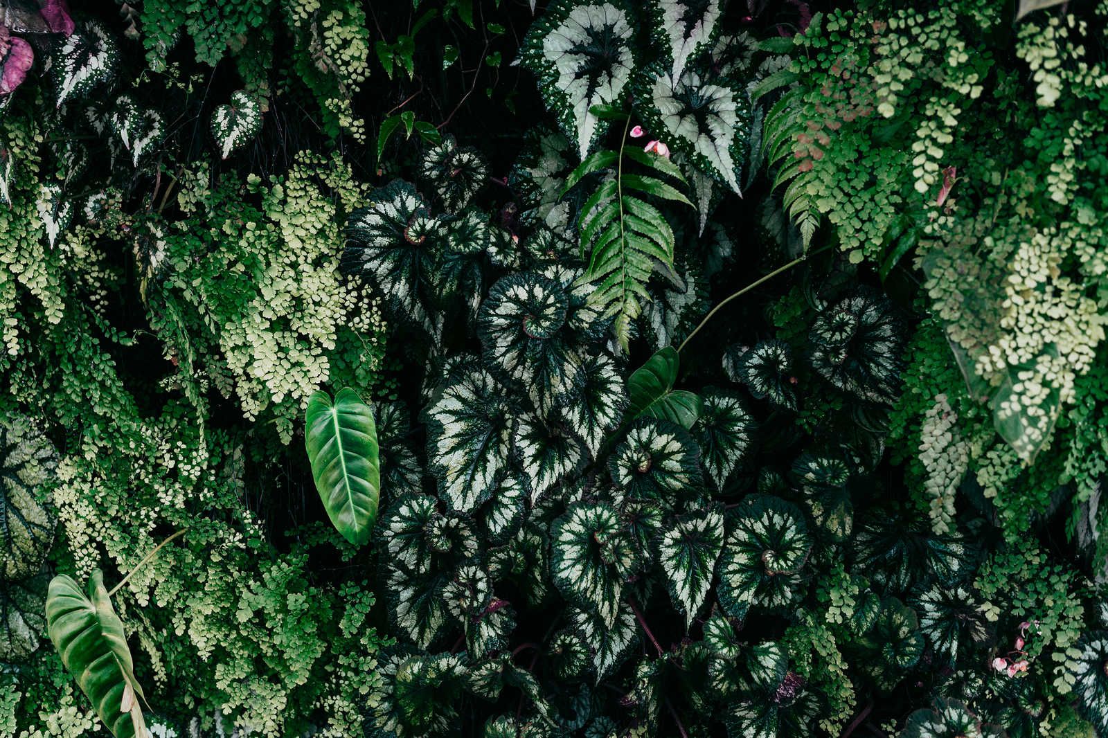             Deep Green 2 - Leinwandbild Blätterdickicht, Farne & Hängepflanzen – 0,90 m x 0,60 m
        