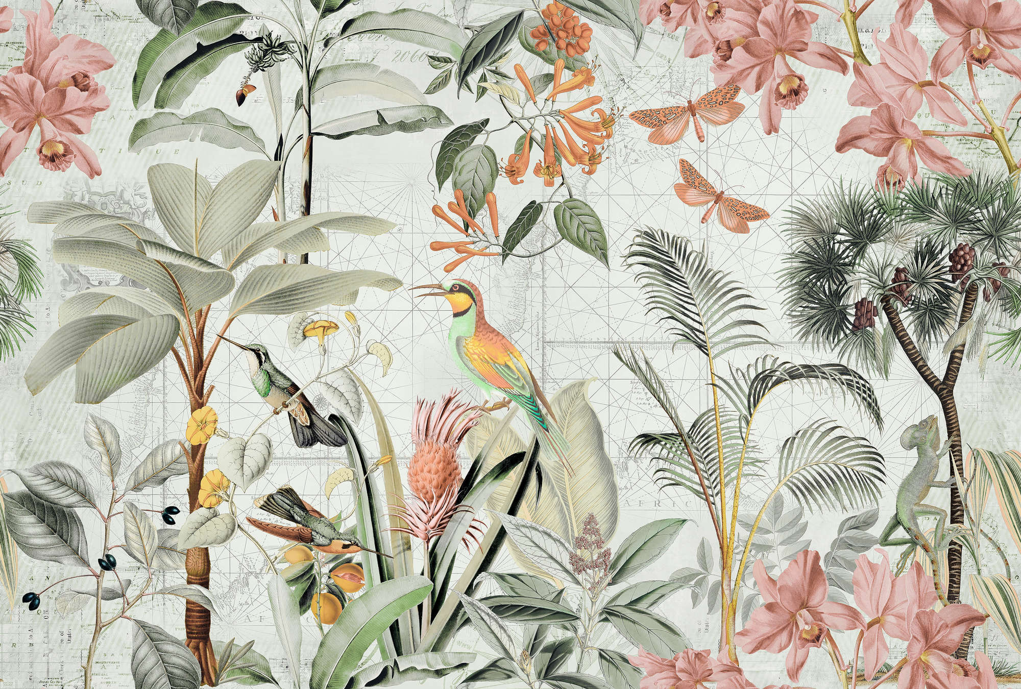             Fototapete Dschungel Collage mit Tropen Blumen & Vögeln
        