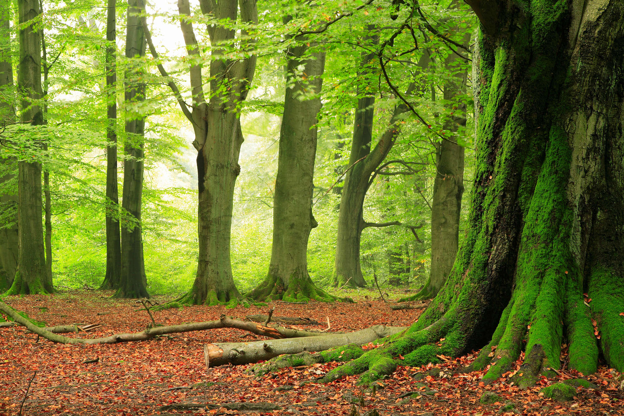             Natur Fototapete Wald mit Moosbäumen – Perlmutt Glattvlies
        