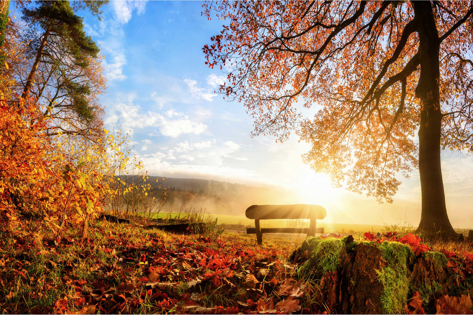             Leinwandbild Bank im Wald an einem Herbstmorgen – 1,20 m x 0,80 m
        