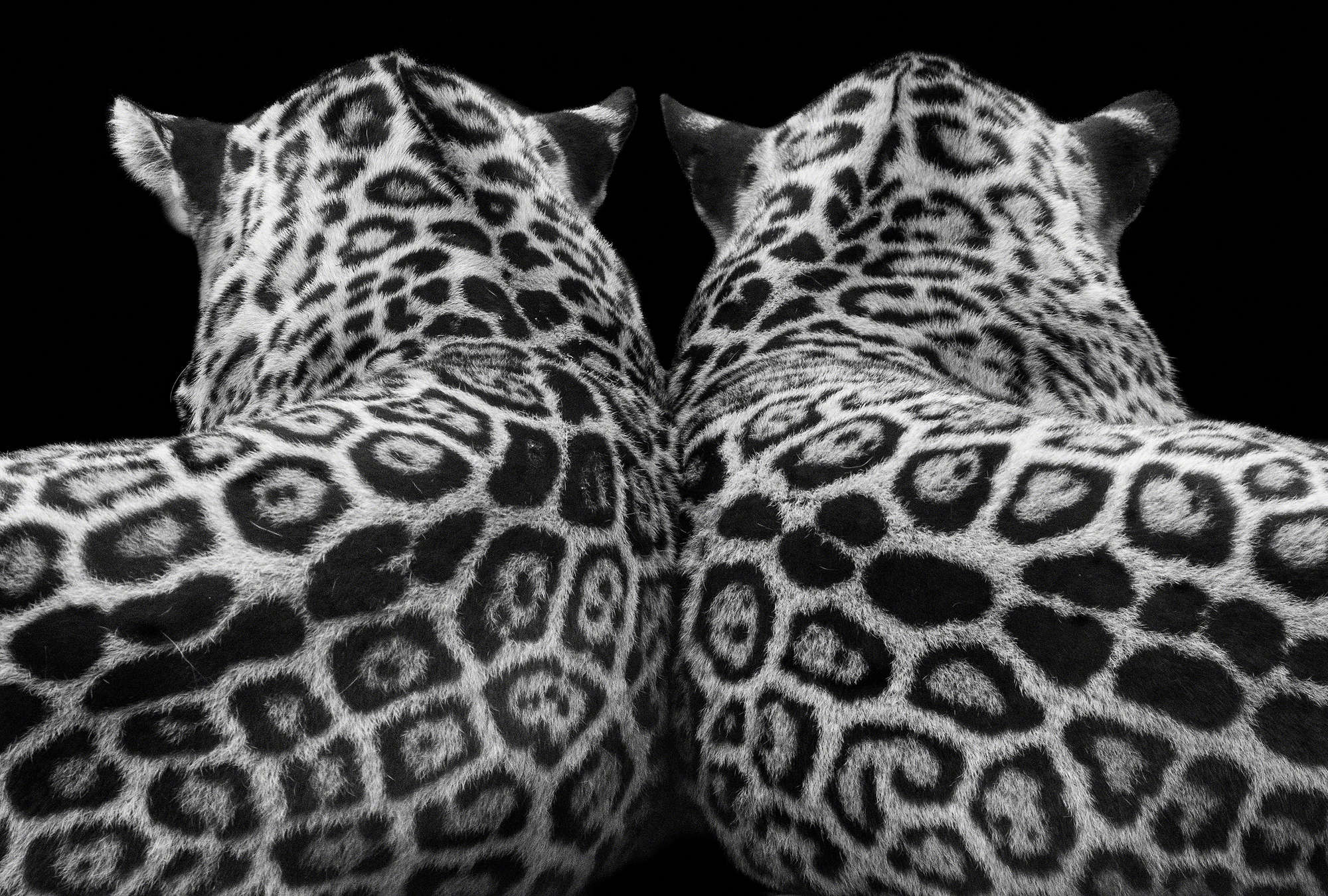             Fototapete Leopardenpaar vor schwarzem Hintergrund
        