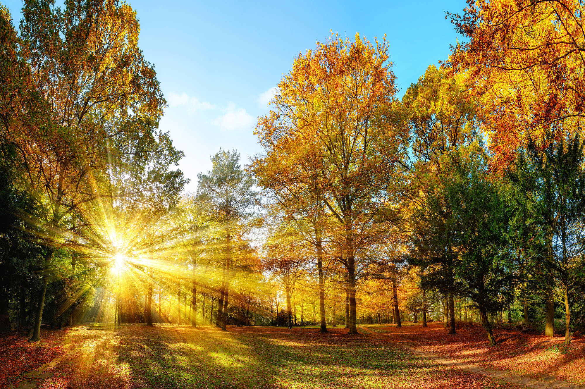             Natur Fototapete herbstlicher Wald mit Sonneneinstrahlung auf Premium Glattvlies
        
