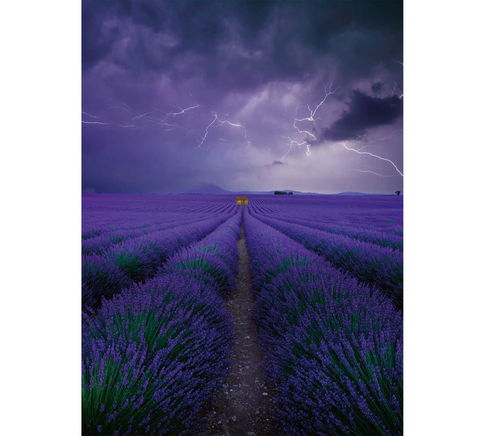         Fototapete Feld mit Lavendel – Violett, Grün, Braun
    