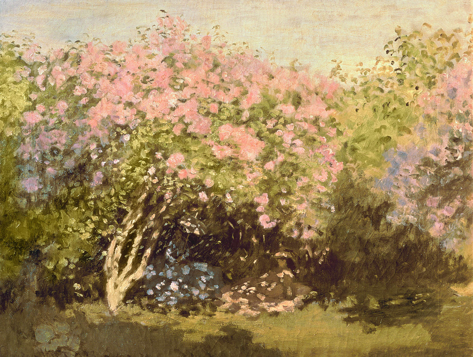             Fototapete "Blühender Flieder in der Sonne" von Claude Monet
        