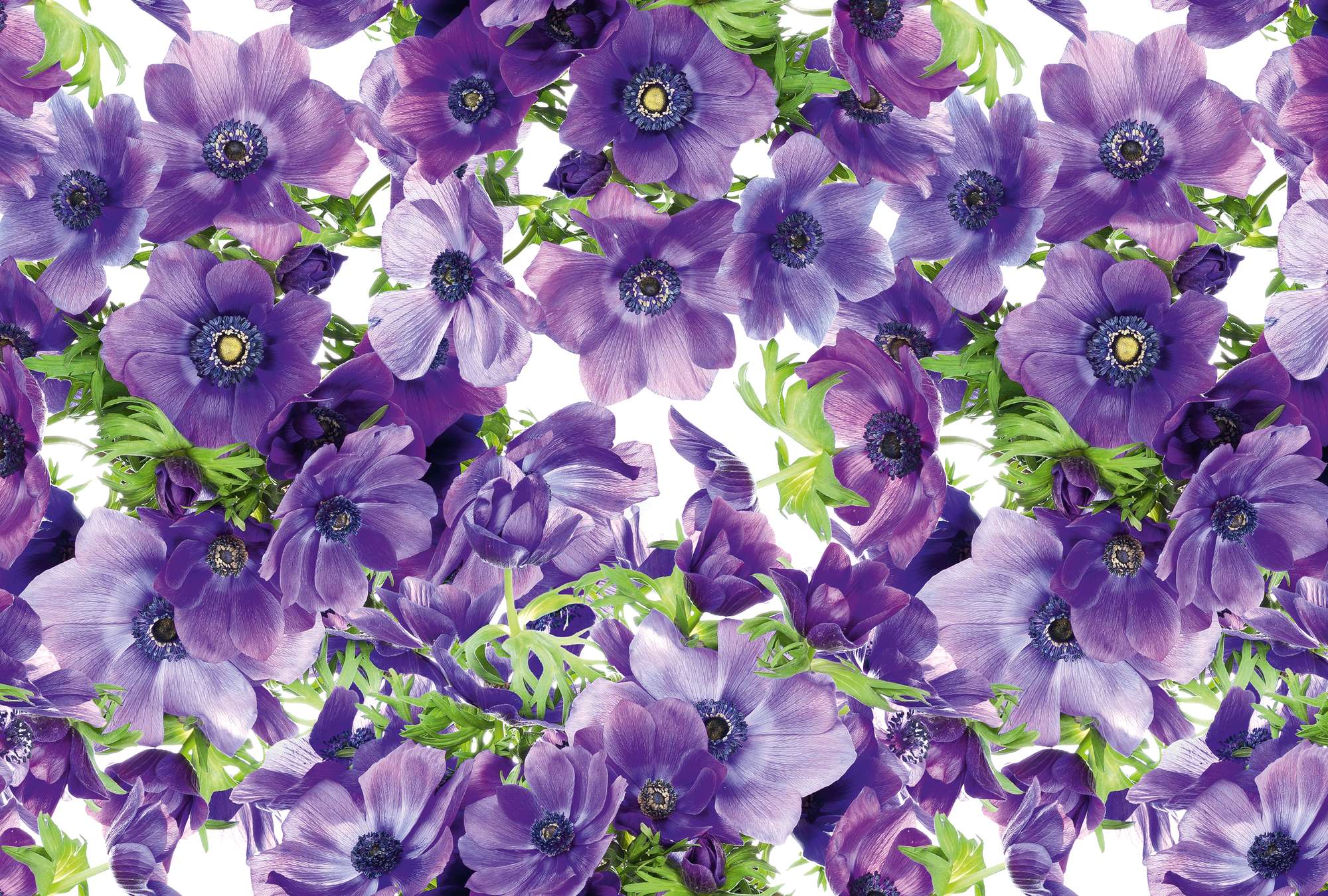             Fototapete Blumen Lila Blüten im XXL Format
        