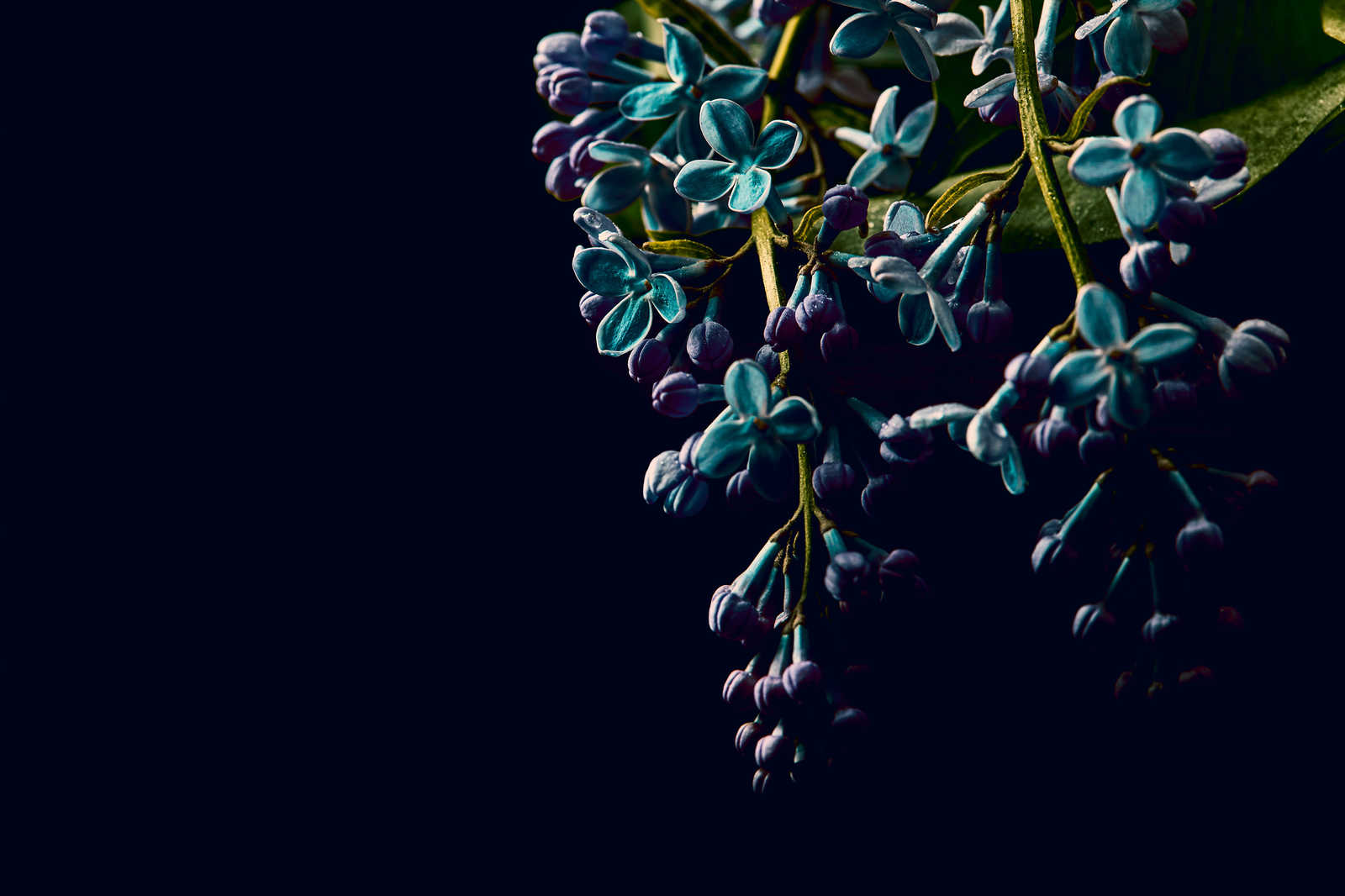             Leinwandbild Blumen auf schwarzen Hintergrund Close-Up – 0,90 m x 0,60 m
        