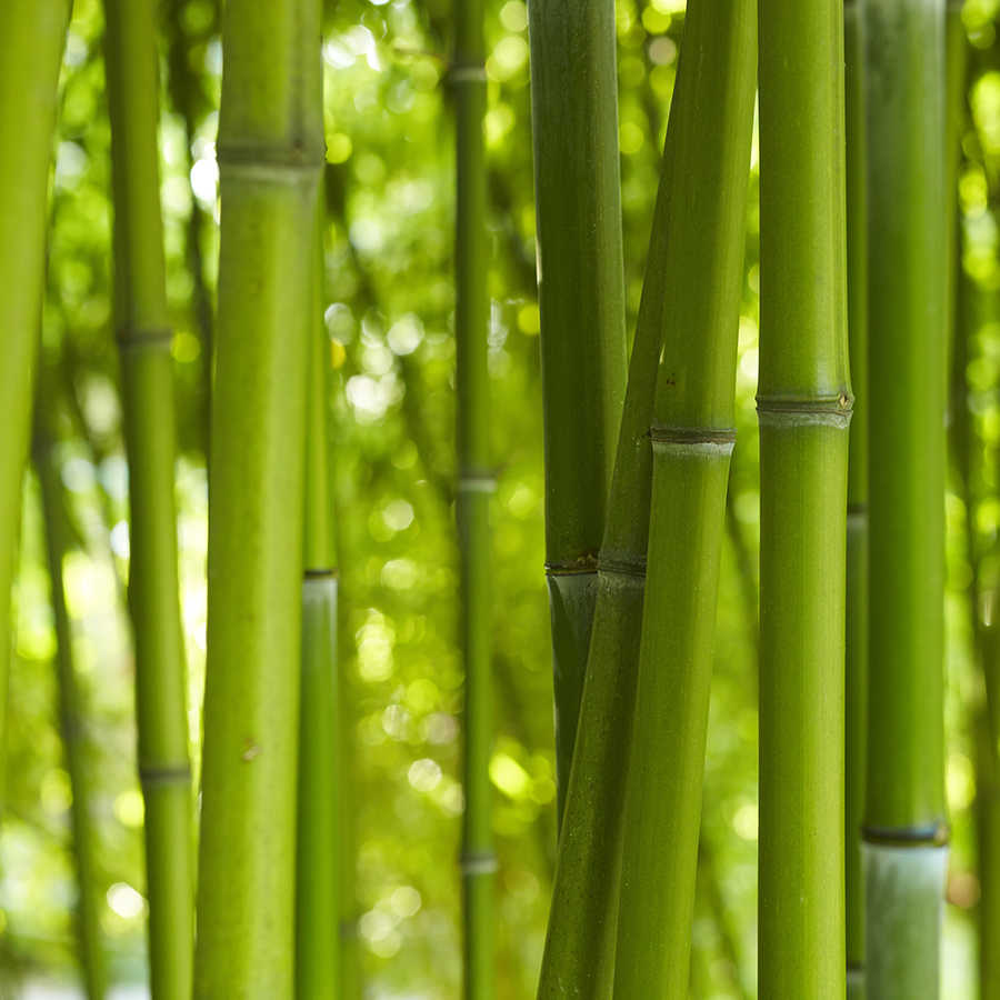 Natur Fototapete Bambus Nahaufnahme auf Premium Glattvlies
