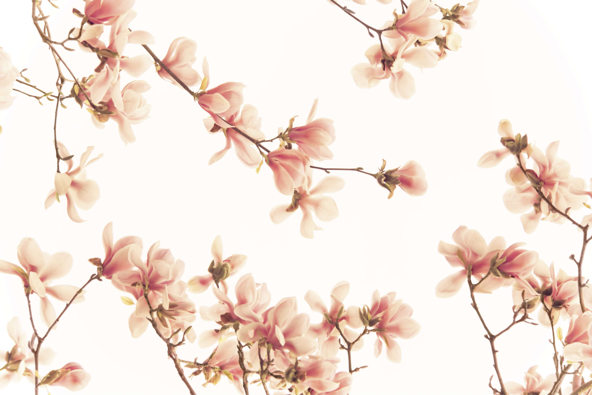             Fototapete Blüten in Rosa – Perlmutt Glattvlies
        