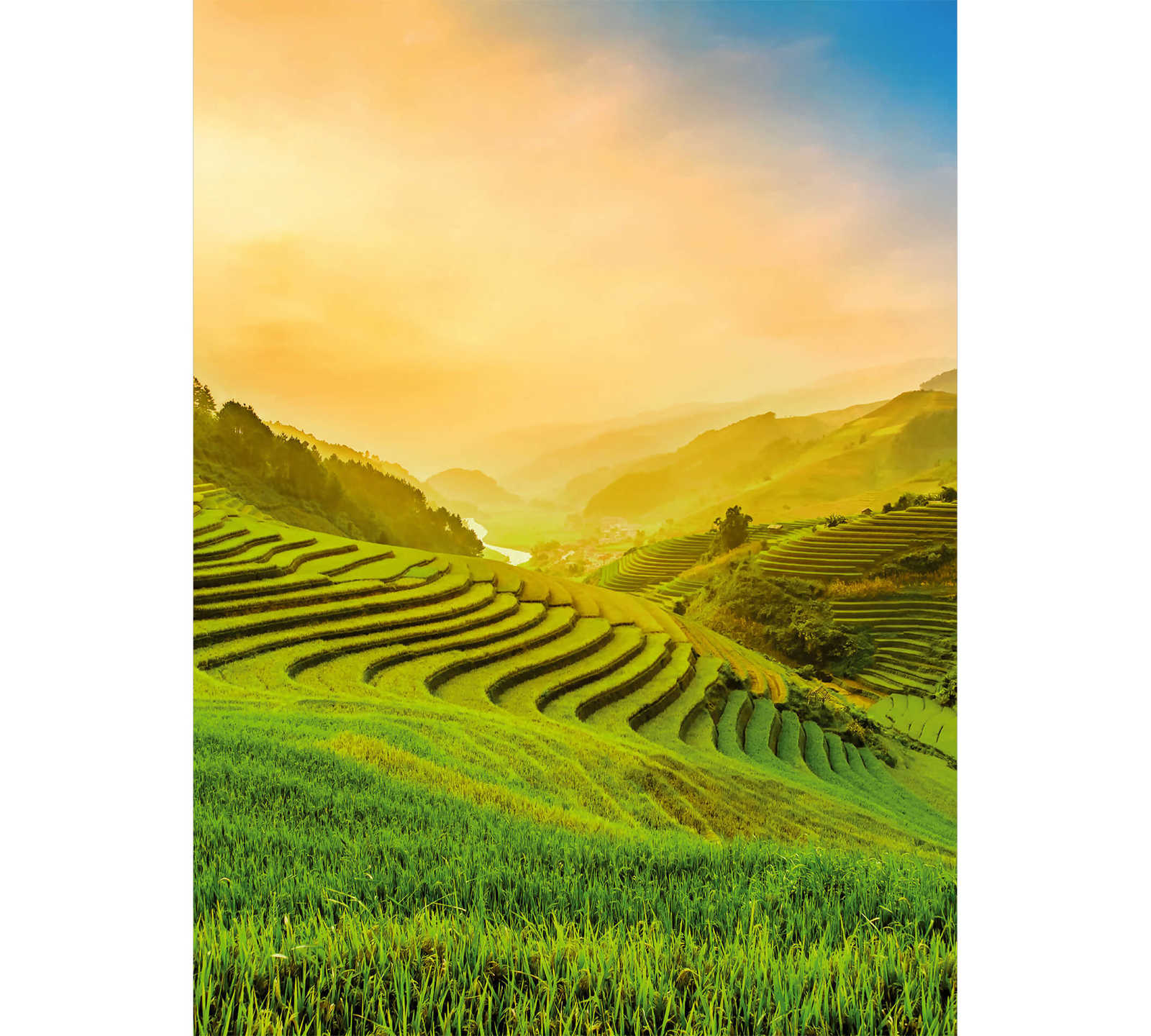 Vietnam Fototapete Reis-Terrassen im Sonnenlicht
