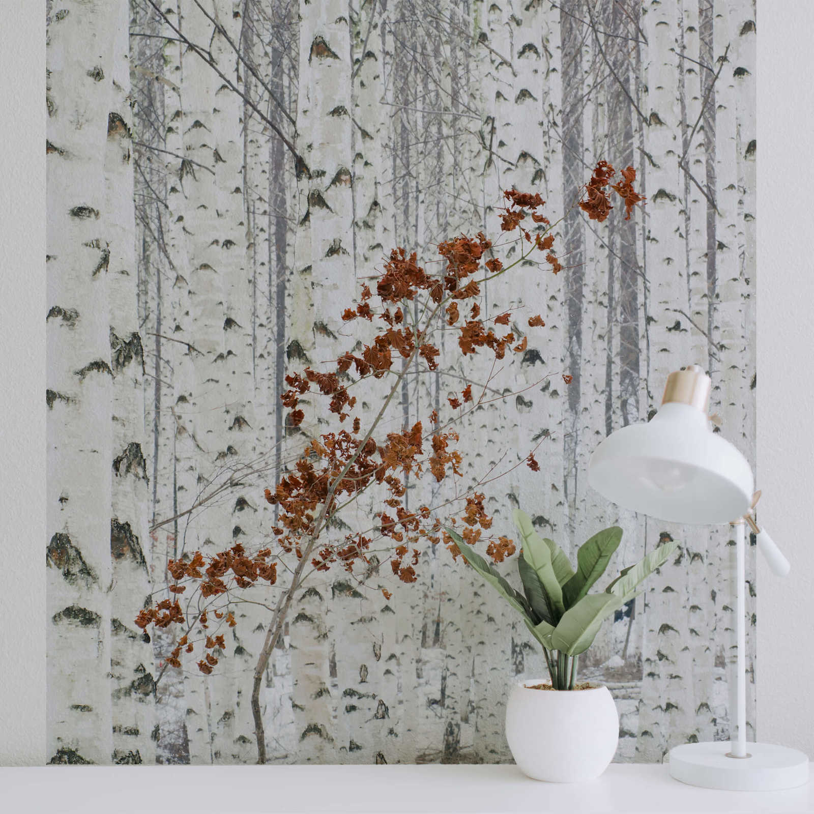             Fototapete Wald aus Birken – Weiß, Grau, Braun
        