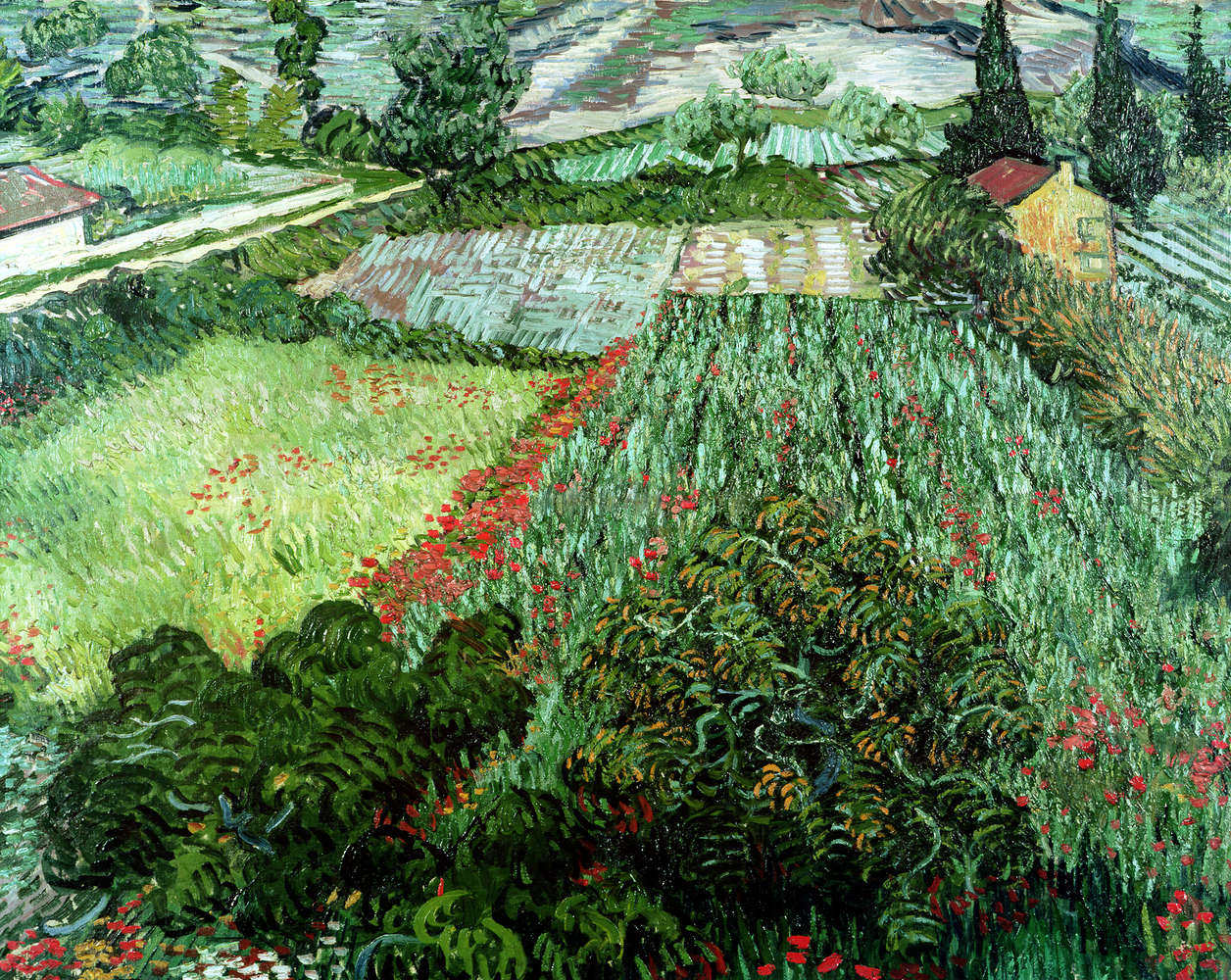             Fototapete "Feld mit Mohnblumen" von Vincent van Gogh
        