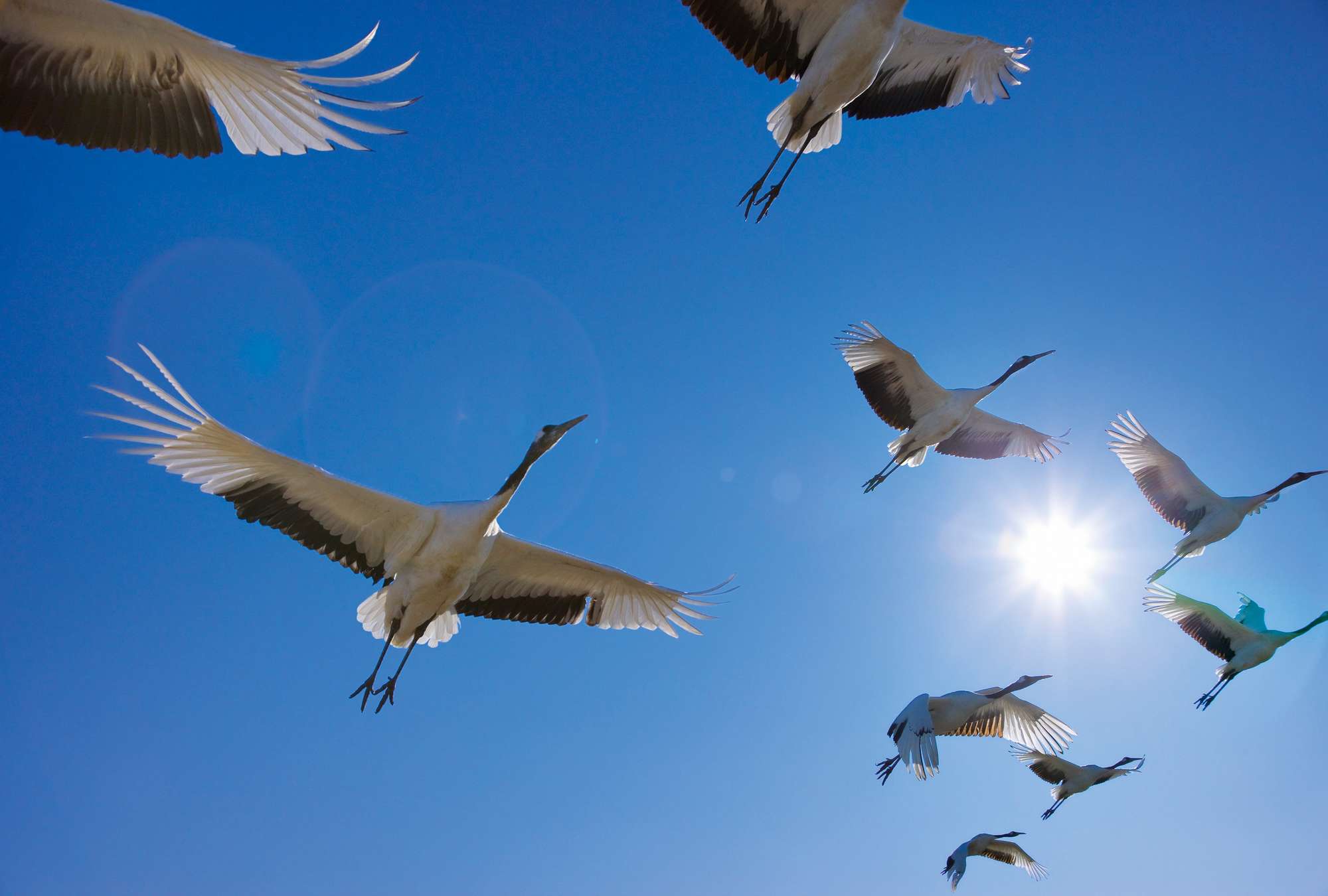             Vogelschwarm – Fototapete mit Zugvögeln & blauem Himmel
        