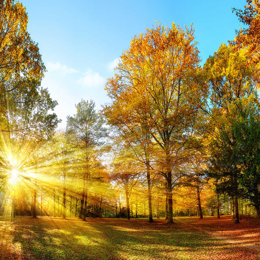 Natur Fototapete herbstlicher Wald mit Sonneneinstrahlung auf Perlmutt Glattvlies
