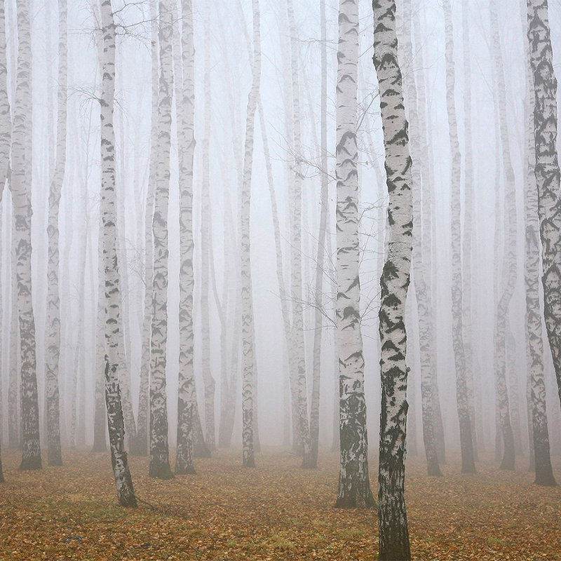 Fototapete Birkenwald im Nebel – Perlmutt Glattvlies
