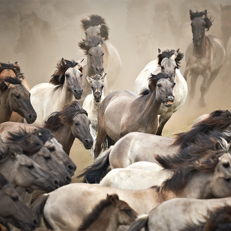         Fototapete galoppierende Wildpferde – Mustangs
    