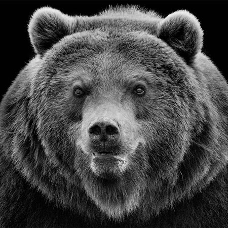 Fototapete Starker Grizzly Bär vor schwarzem Hintergrund
