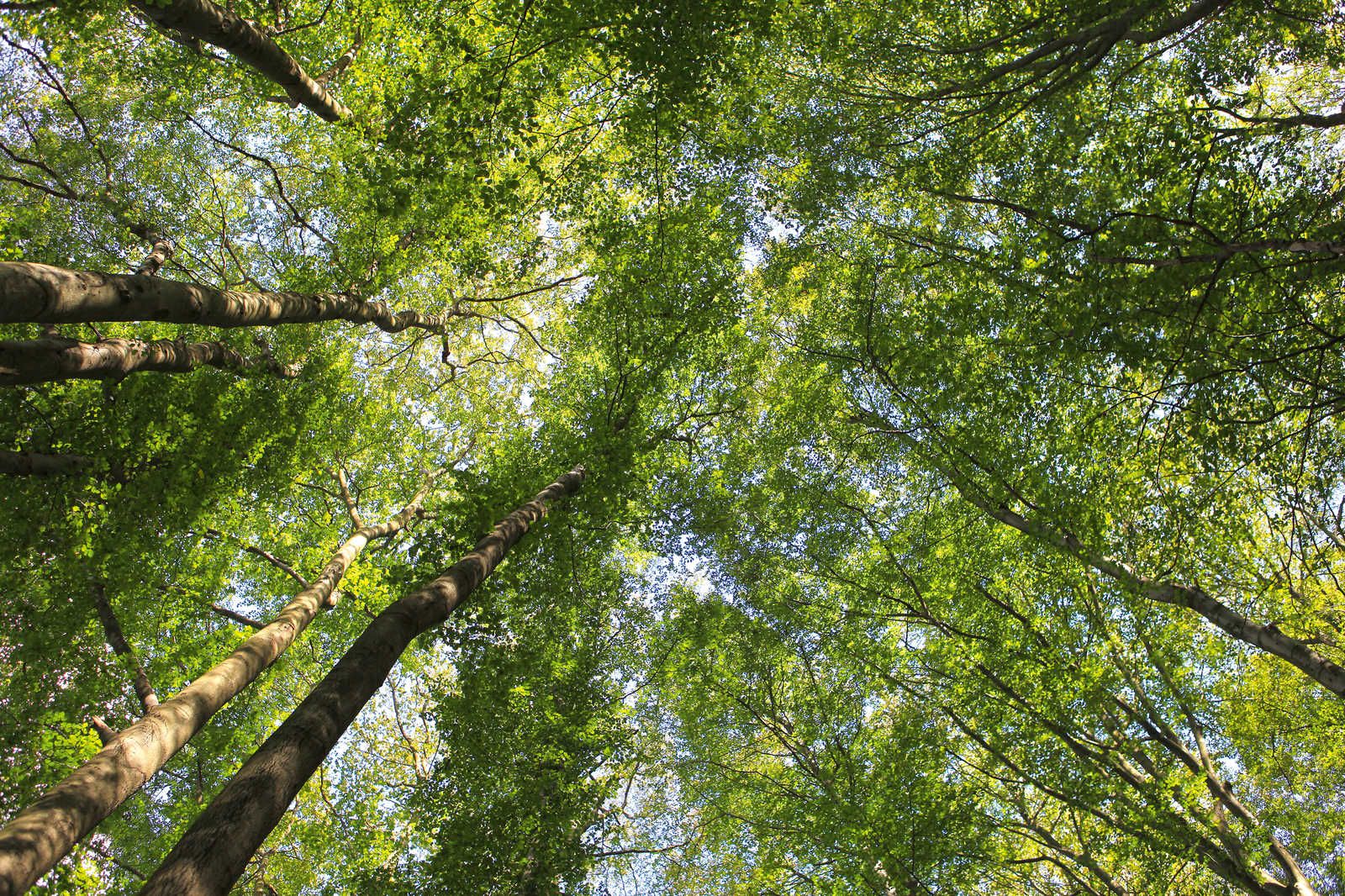            Blätterdach Leinwandbild mit Laubwald Baumwipfeln – 0,90 m x 0,60 m
        