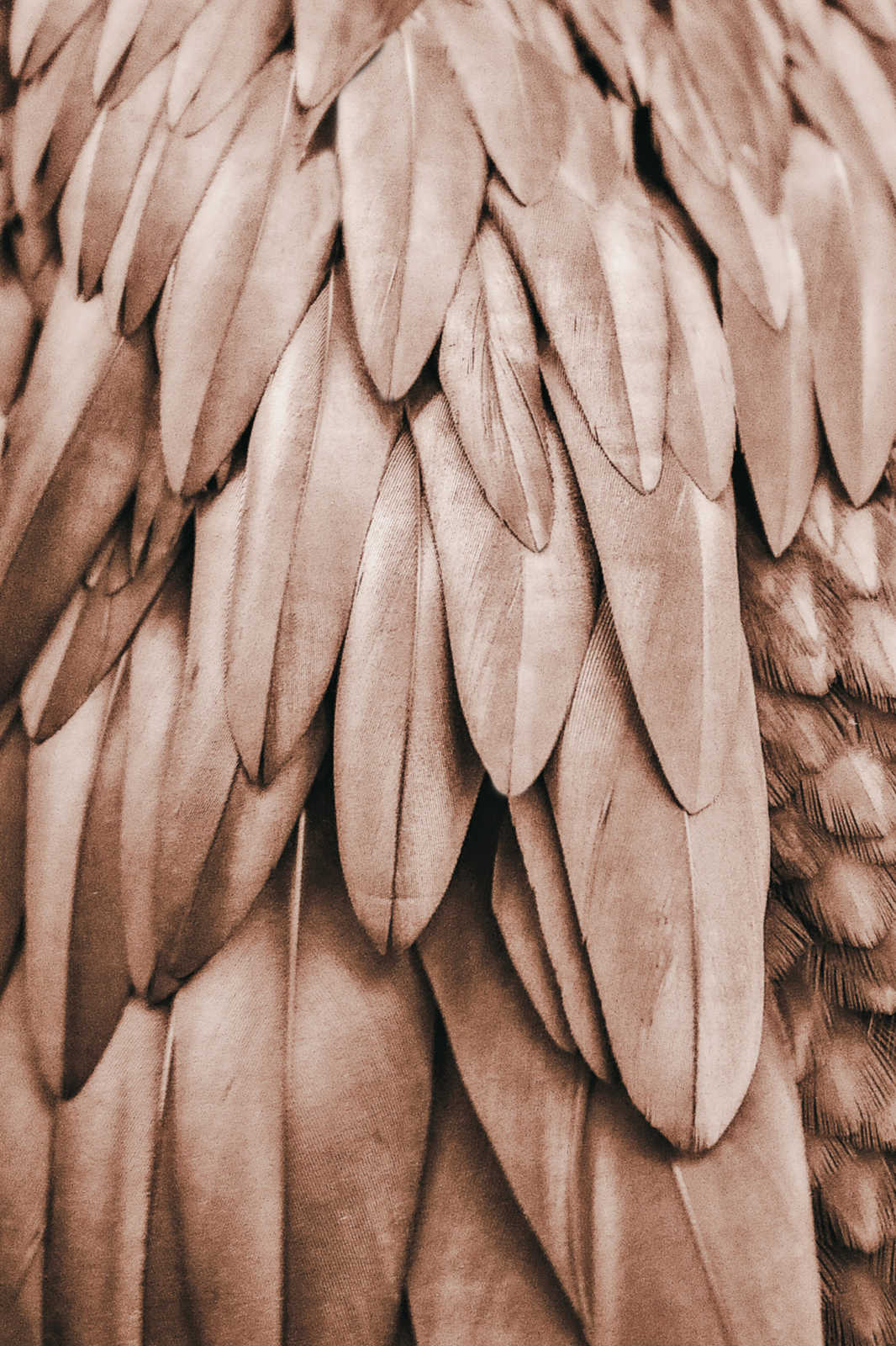             Leinwandbild Feder Flügel in Sepia Braun – 1,20 m x 0,80 m
        