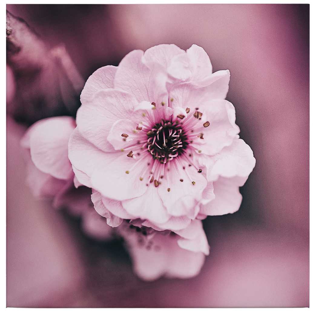             Blumen Leinwandbild rosa Blüten Detailaufnahme – 0,50 m x 0,50 m
        