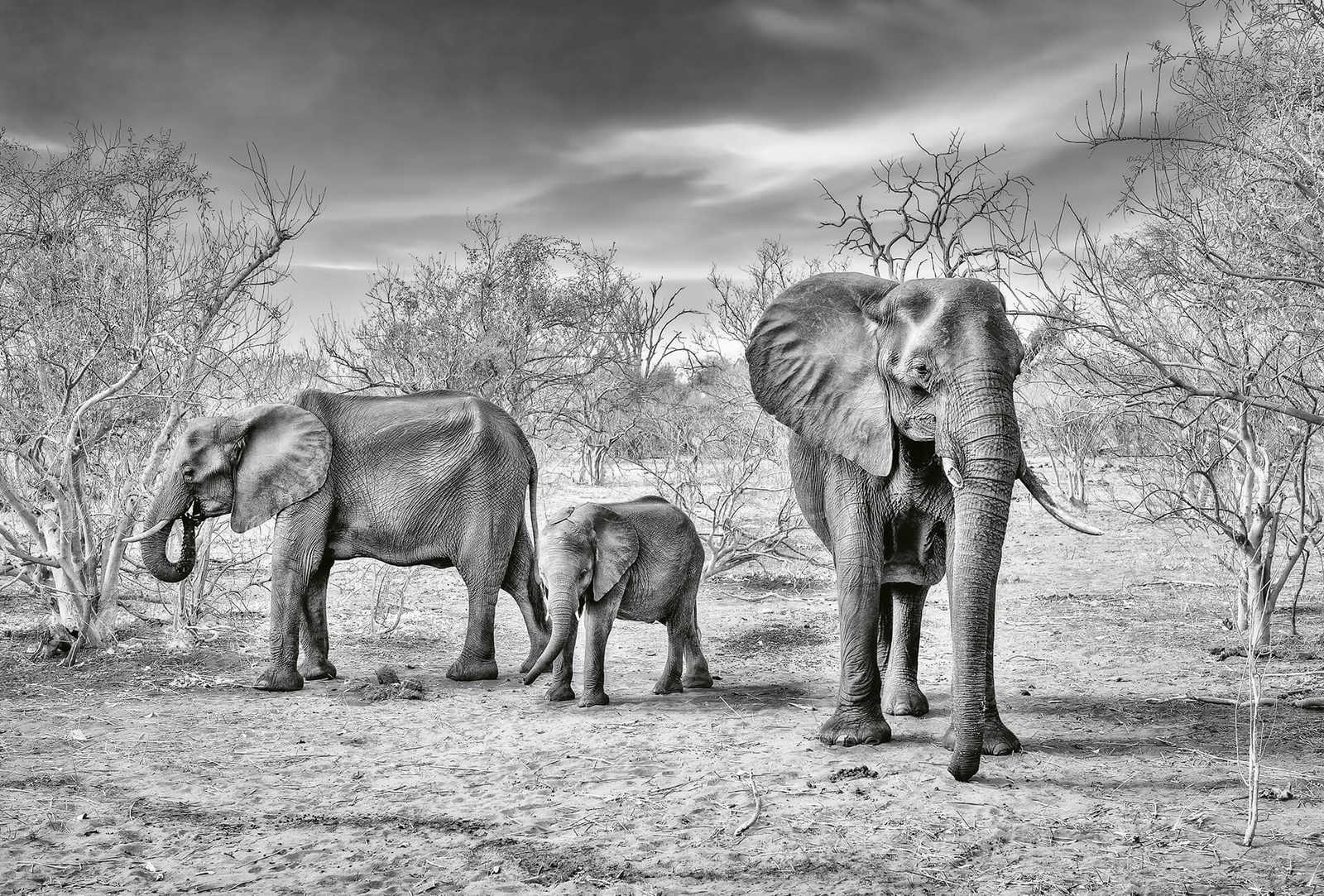         Fototapete Elefanten Familie – Grau, Weiß, Schwarz
    