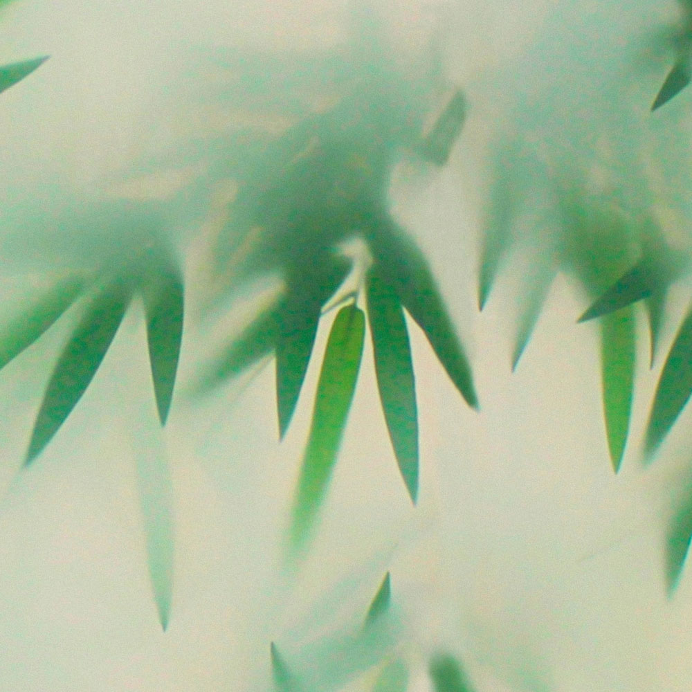             Panda Paradise 2 – Fototapete grüner Bambus im Nebel
        
