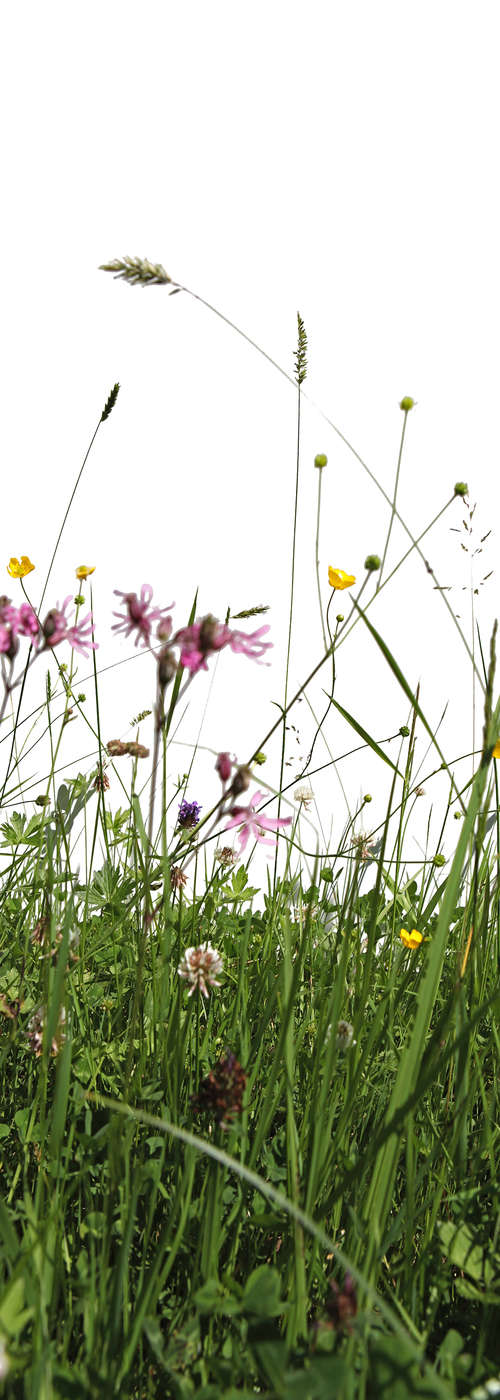             Natur Fototapete Blumenwiese auf Matt Glattvlies
        