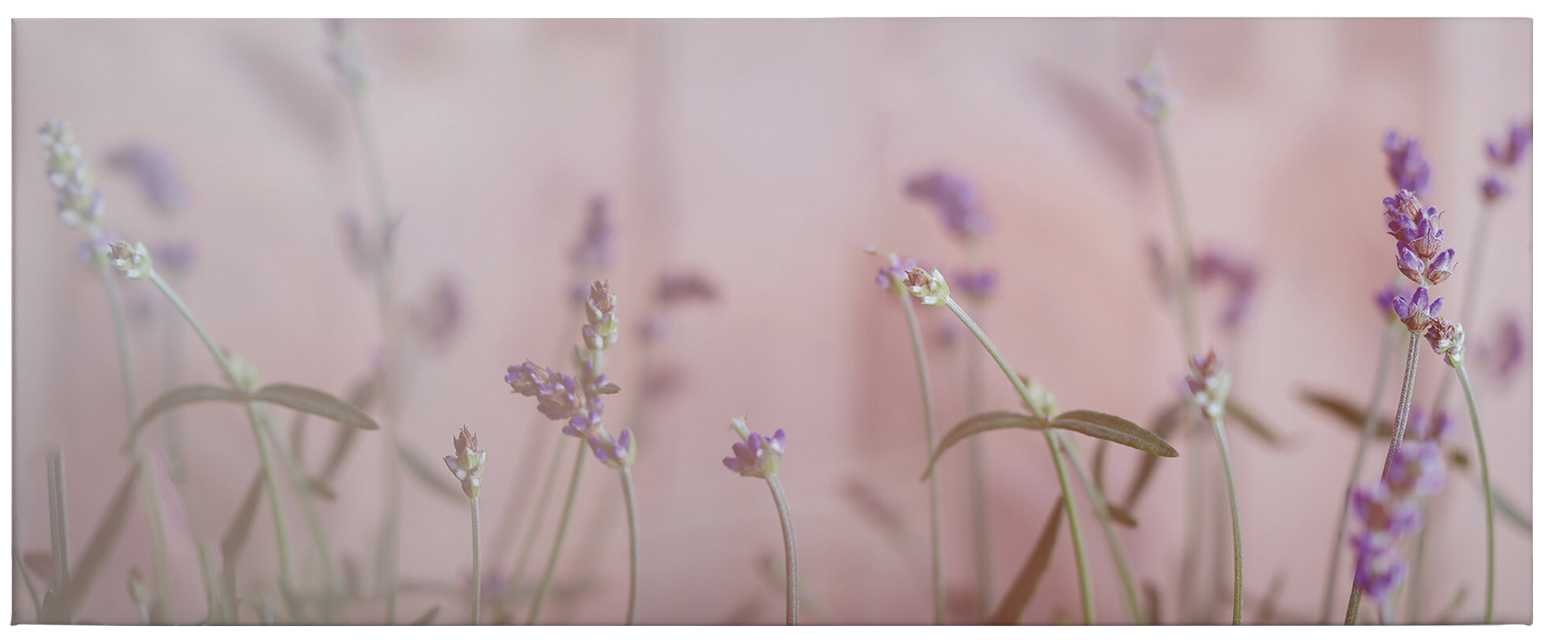             Panoramabild von Blumenwiese voller Lavendelblüten – 1,00 m x 0,40 m
        
