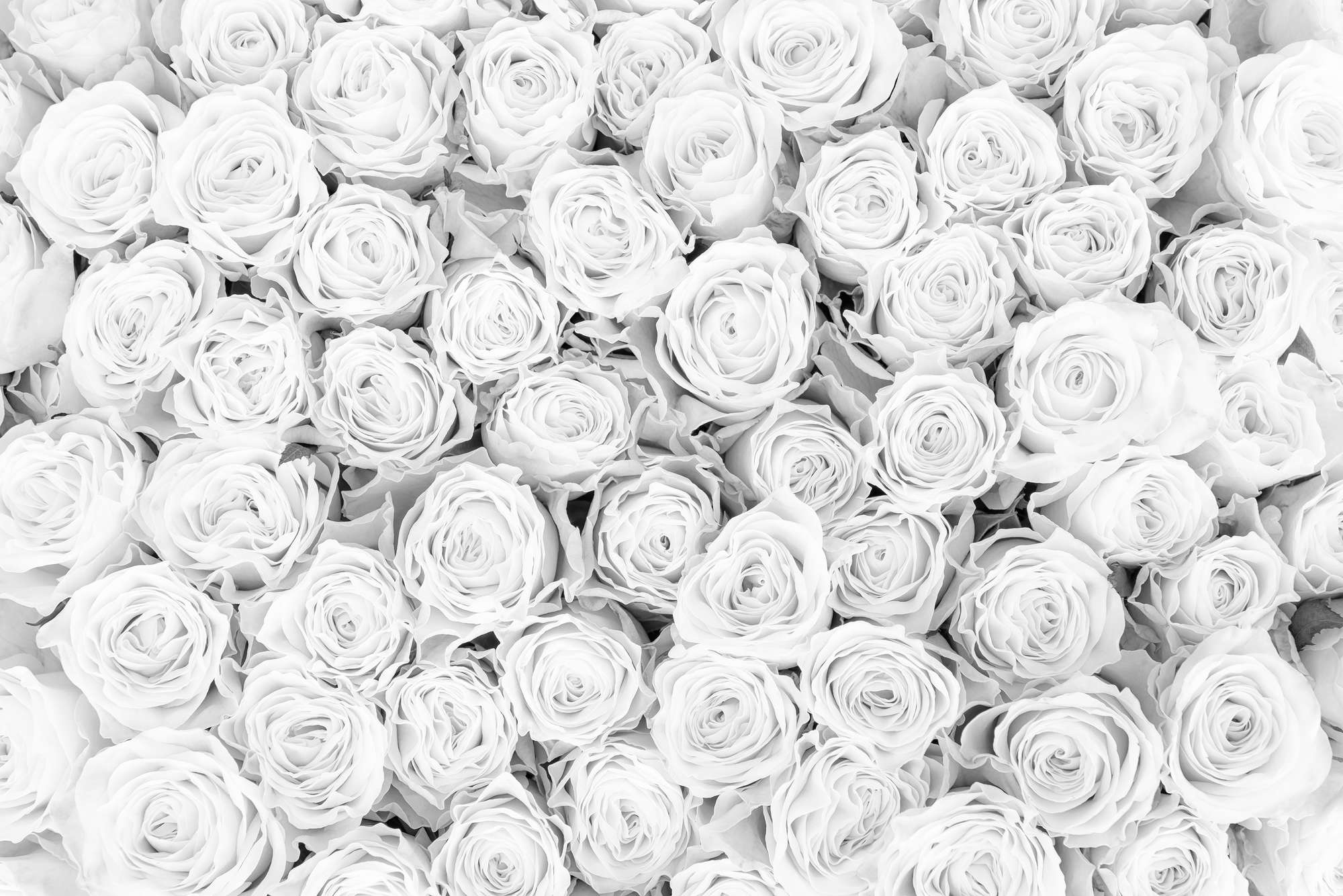             Pflanzen Fototapete weiße Rosen auf Matt Glattvlies
        