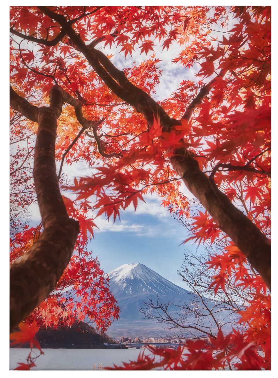             Leinwandbild japanischer Ahorn im Frühling mit Fuji – 0,50 m x 0,70 m
        