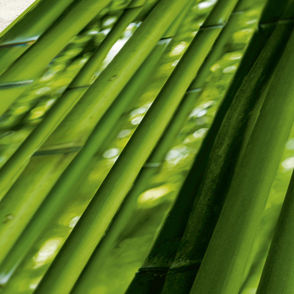             Selbstklebendes Pop Up Tapeten Panel mit Bambus Wald – Grün
        
