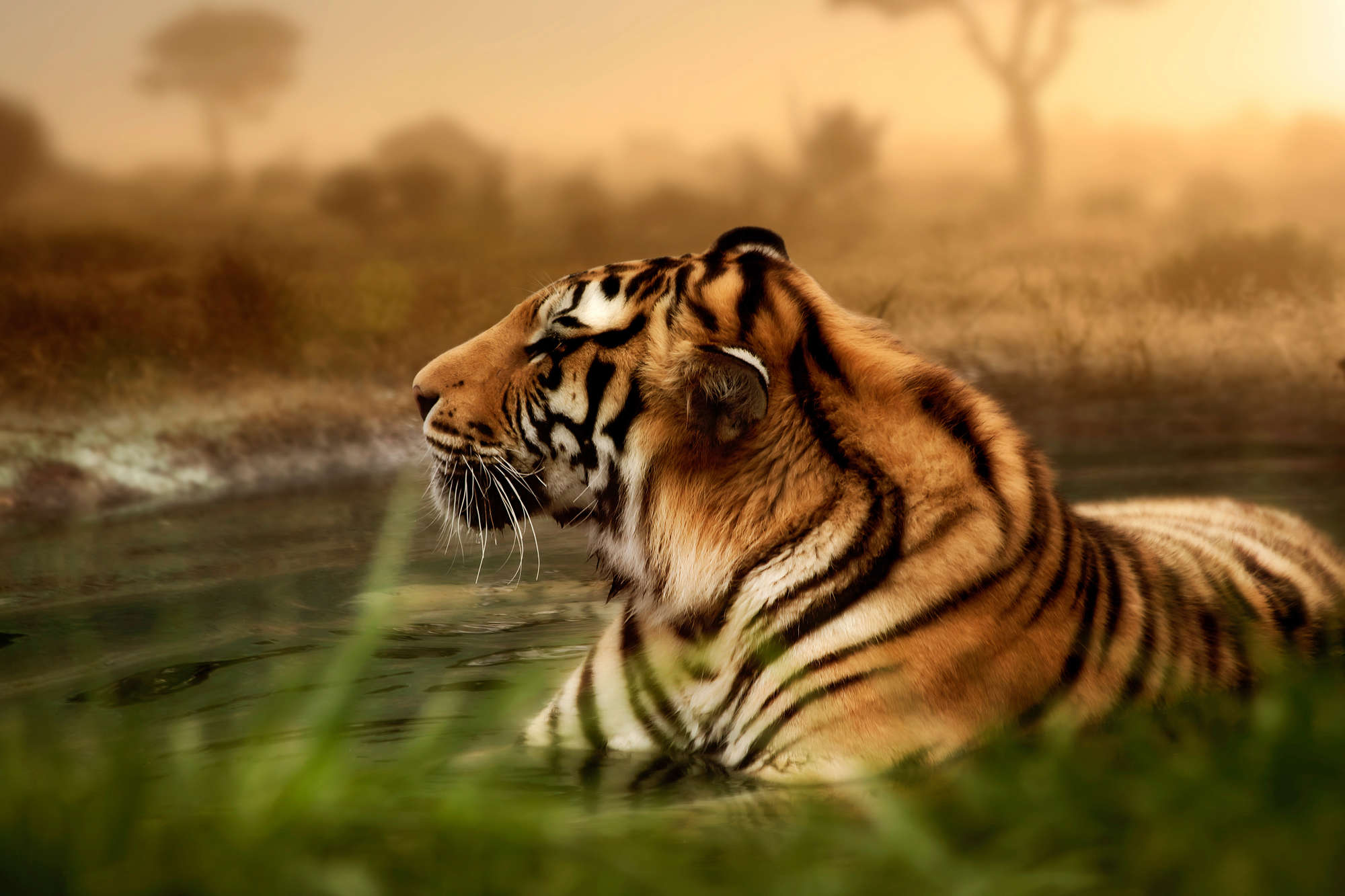             Tiger Fototapete in freier Wildbahn auf Perlmutt Glattvlies
        
