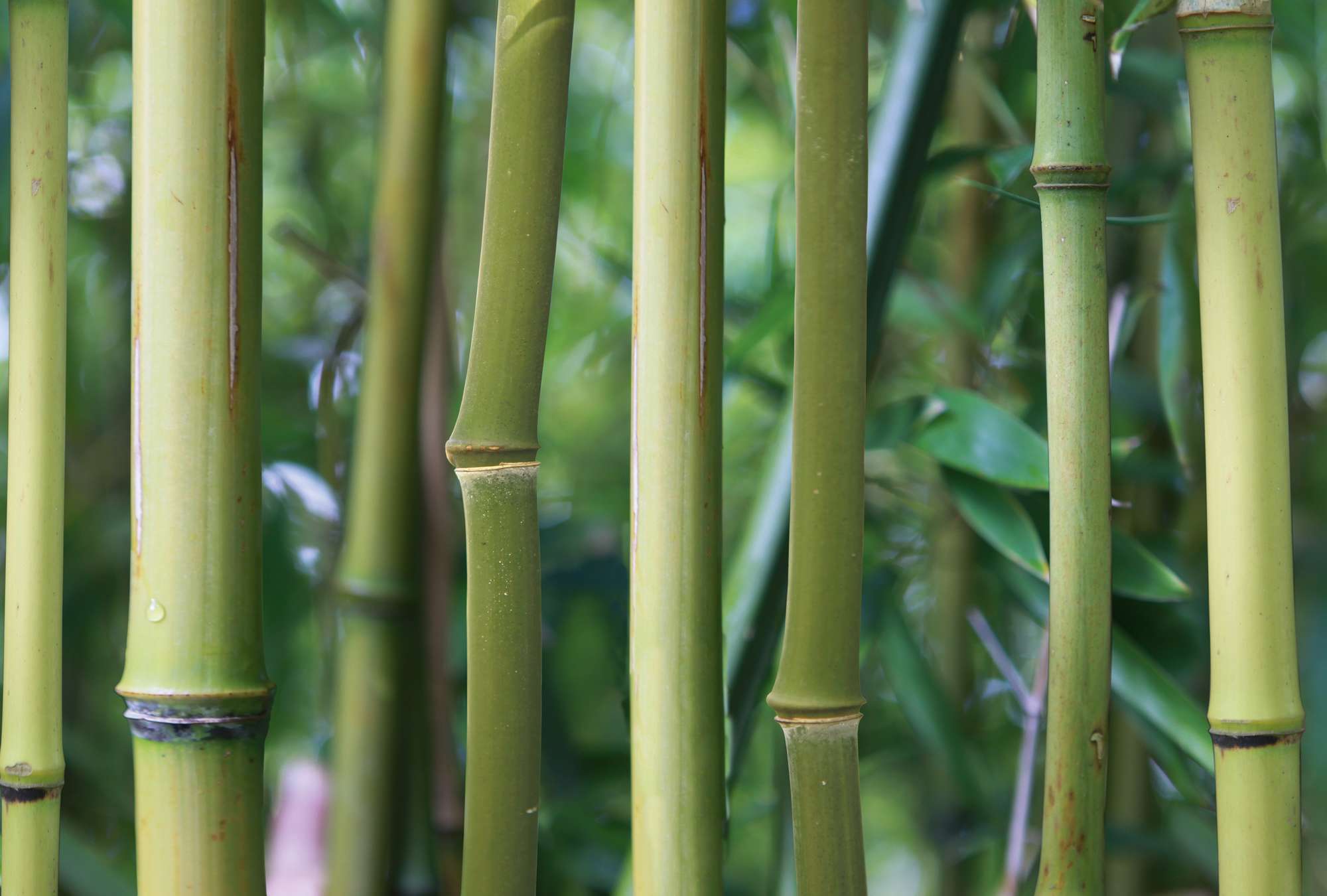             Bambus Fototapete Bambuswald mit Detailansicht
        