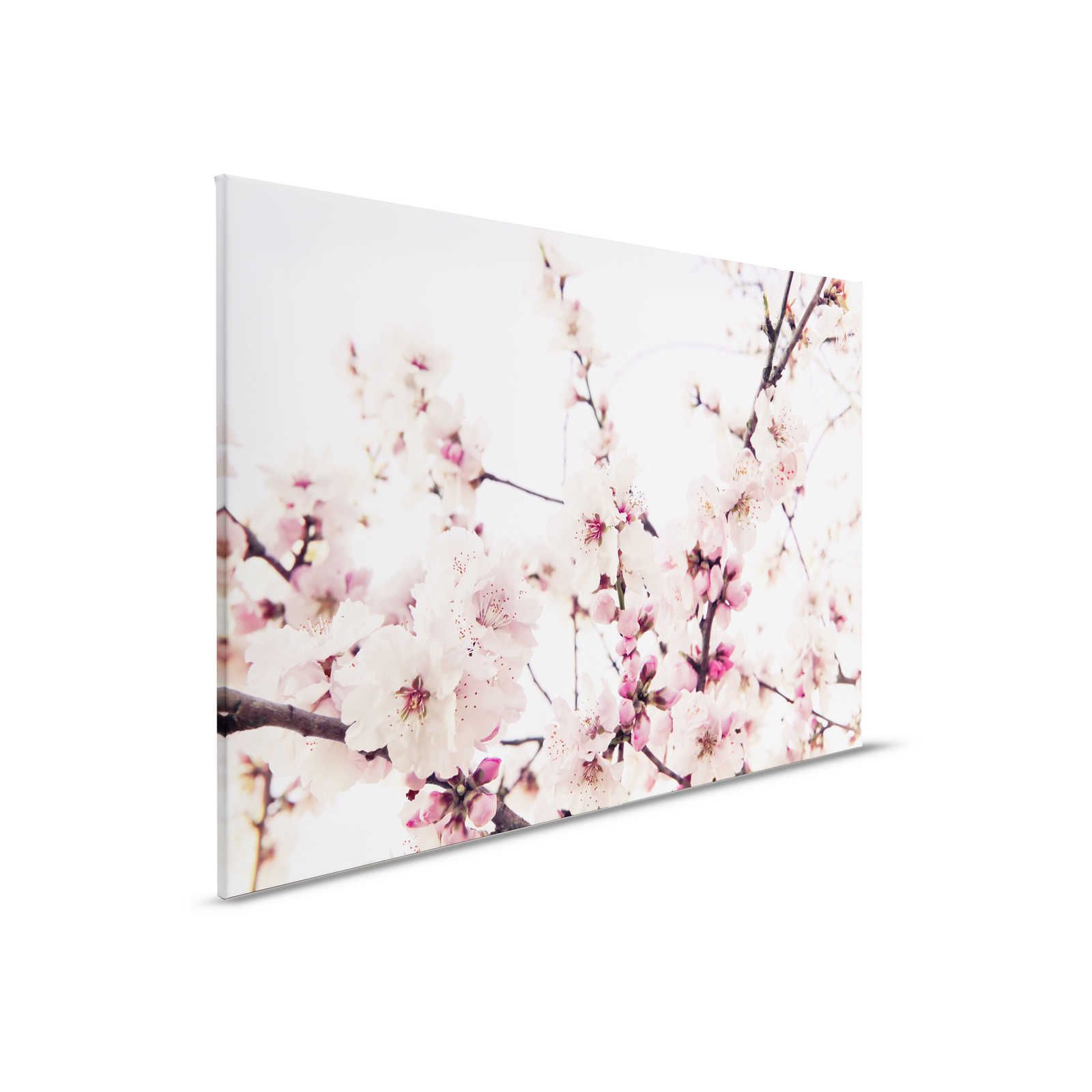 Natur Leinwandbild mit Kirschblüten – 0,90 m x 0,60 m

