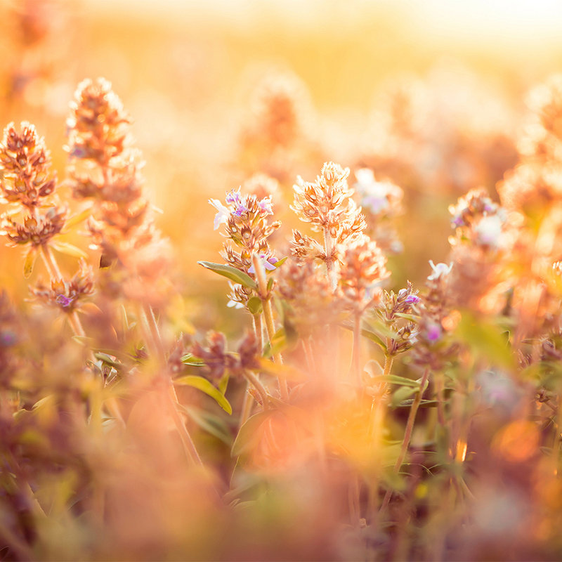 Florale Fototapete Feld mit Blumen und Gräsern – Perlmutt Glattvlies
