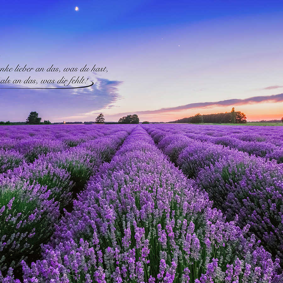 Fototapete Feld mit Lavendel und Schriftzug – Perlmutt Glattvlies
