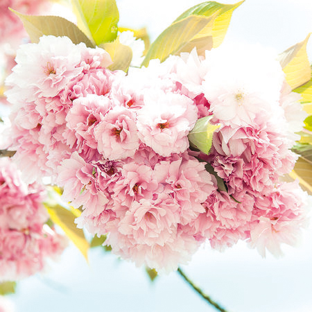 Frühling, rosa – Zarte Blüten in 3D Optik und XXL Format
