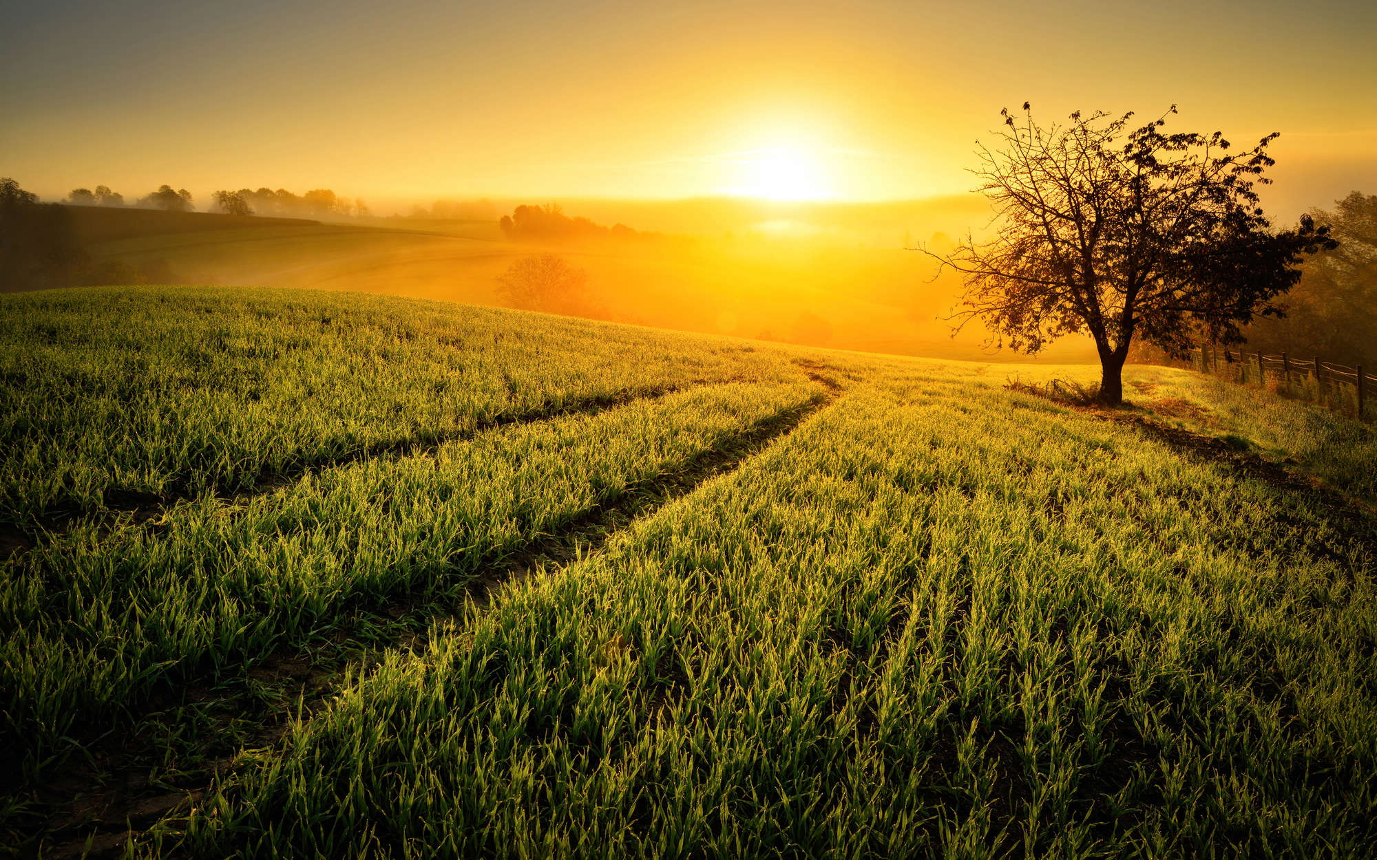             Natur Fototapete Feld im Sonnenaufgang – Premium Glattvlies
        