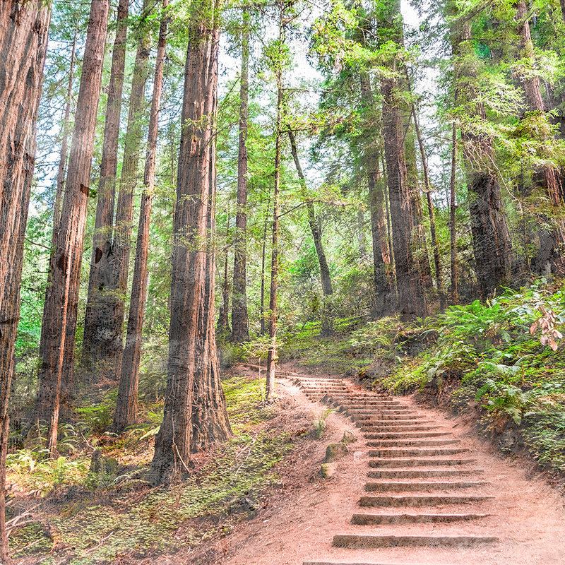 Holztreppe durch den Wald – Braun, Grün, Blau
