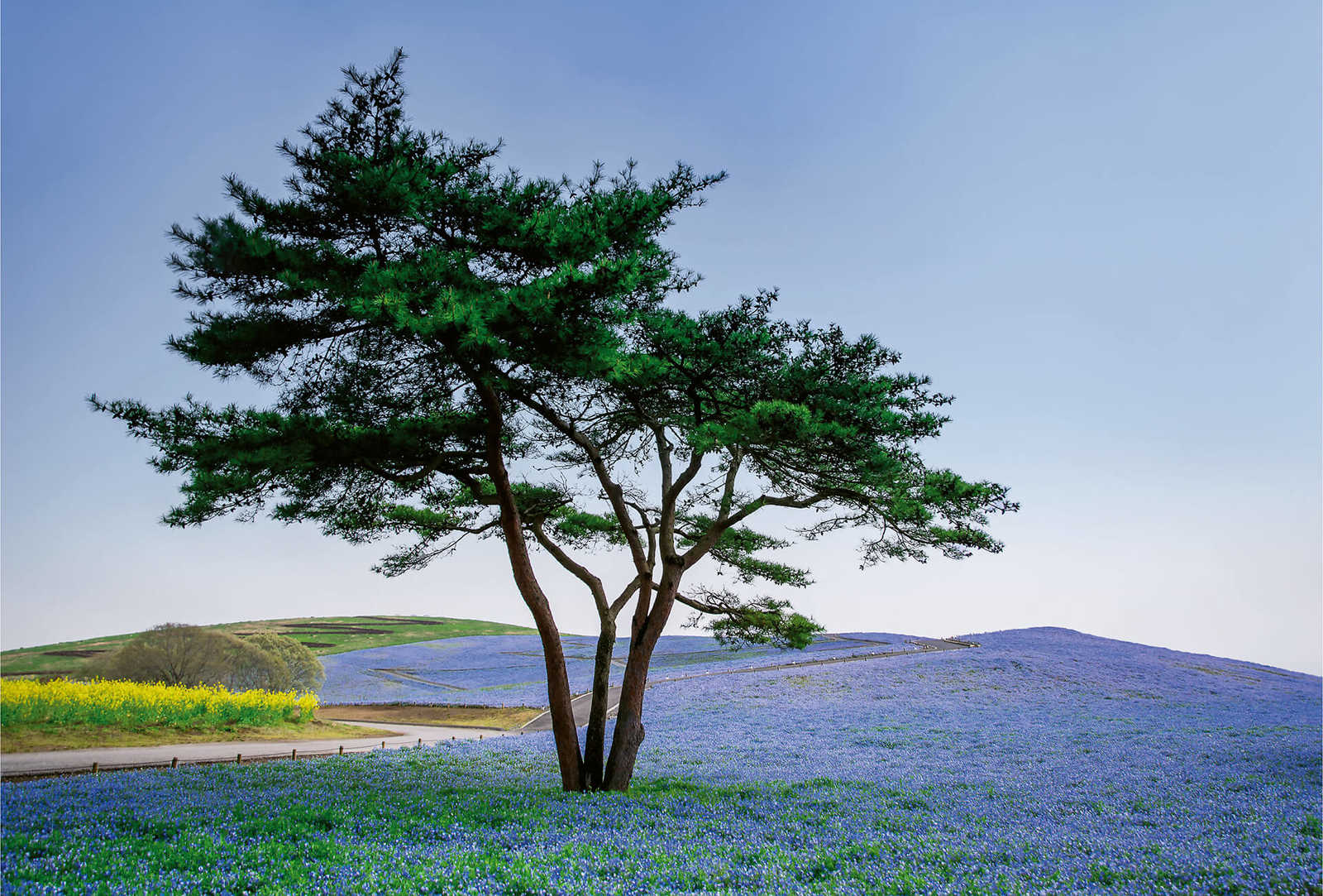             Fototapete Landschaft in Japan mit Baum
        