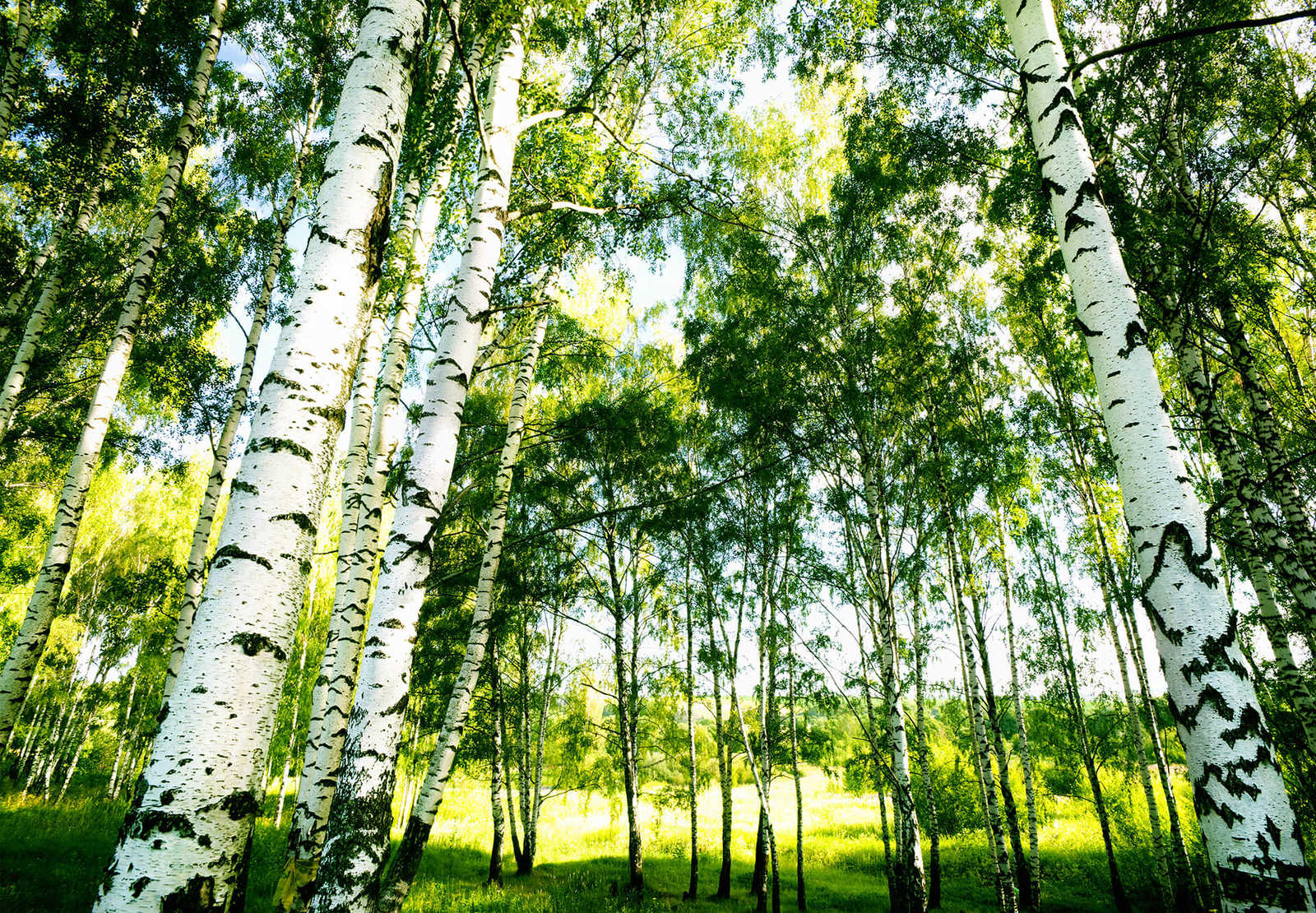 Birkenwald Fototapete Bäume Sonnenschein
