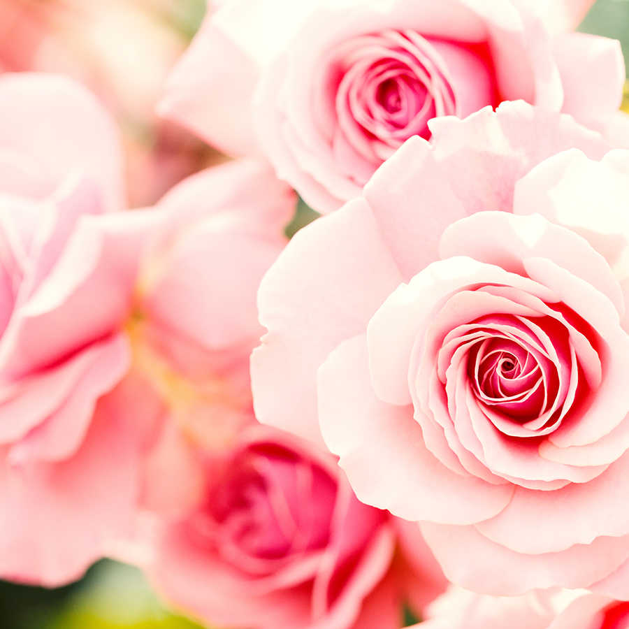 Pflanzen Fototapete rosa Rosen auf Premium Glattvlies
