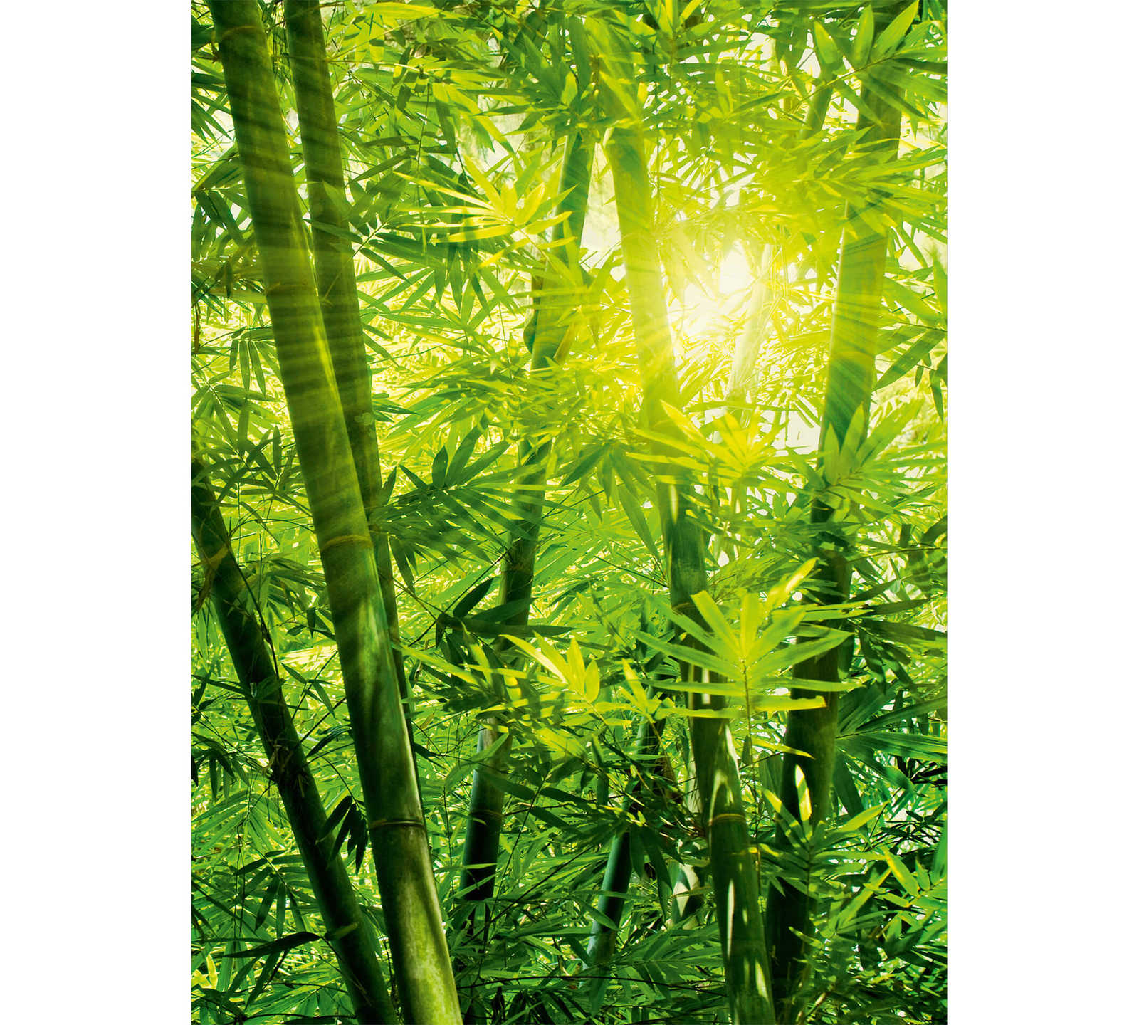 Bambus Fototapete Dschungel im Sonnenschein – Grün
